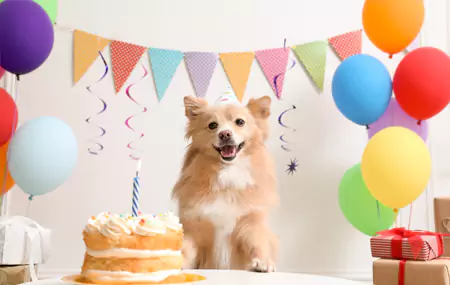 Ano ang kailangan mo para sa isang pet birthday party?